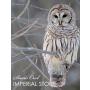 Snow Owl